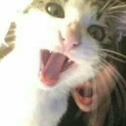 Random image
